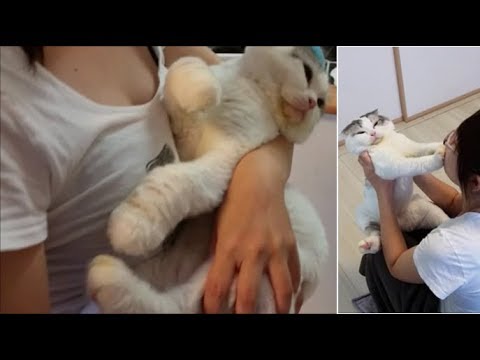 ママともちとら ~キッス拒否~ - YouTube