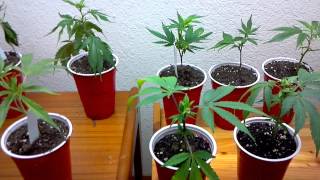 Clones for the outdoor season