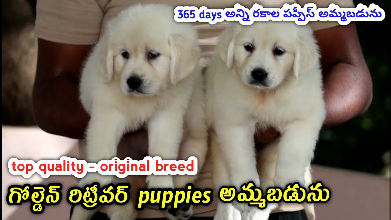 top quality golden retriever puppies for sale in telugu/8790664111 /aj