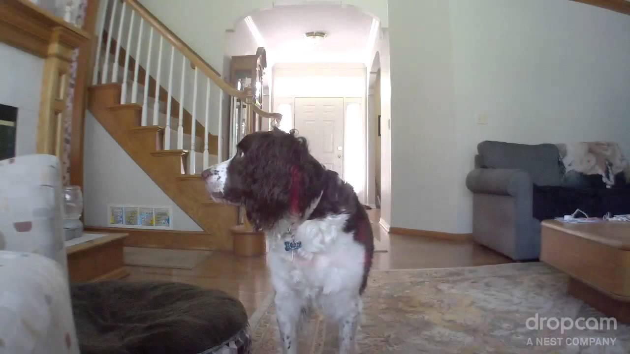 Dixie's Toy camera iphone 8 plus apk