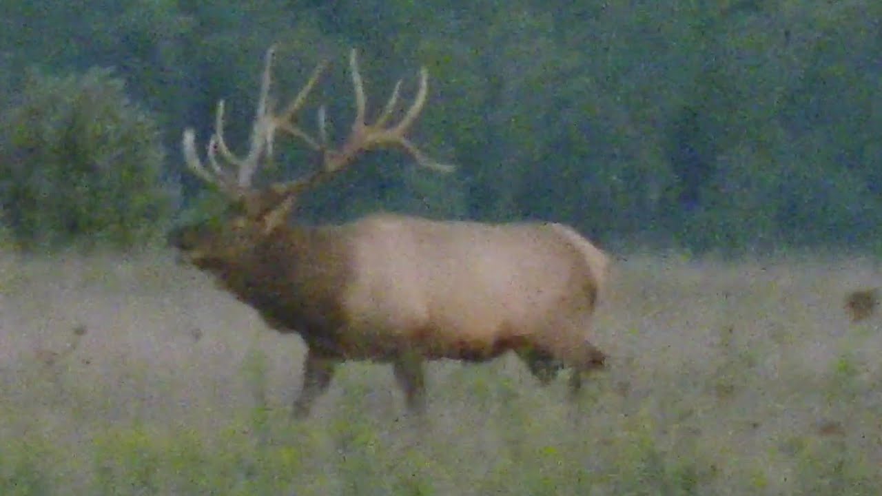 pennsylvania bull elk, mature bull elk, trophy class bull elk, record...
