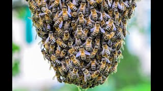 كيف تصطاد طرود النحل وتجذب النحل الكشاف .