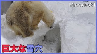 2017年元旦 キャンディ雪穴に落ちる 円山動物園ホッキョクグマ