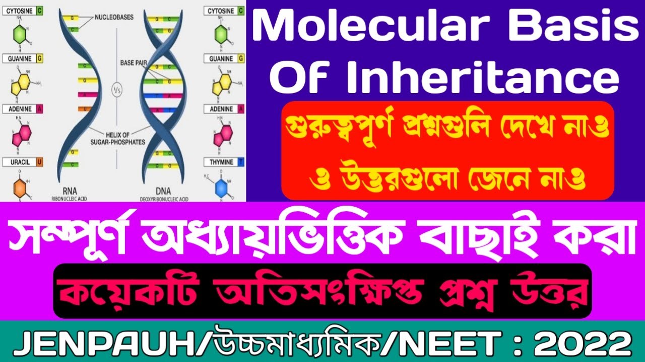 Molecular Basis Of Inheritance Important Question In Bangla Class 12 And Evolution