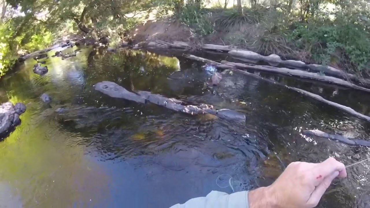 Fly fishing Tasmania - YouTube