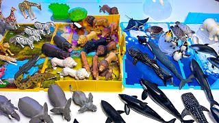 Sea Animals & Wild Animals Playset - Lion, Giraffe, Whale, Shark, Beluga, Whale Shark, Seal, Cheetah