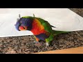 Best talking Rainbow Lorikeet 2