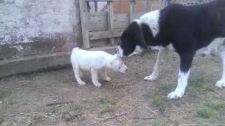 Alabai puppy training :) by mbeslic 10,478 views 8 years ago 1 minute, 18 seconds