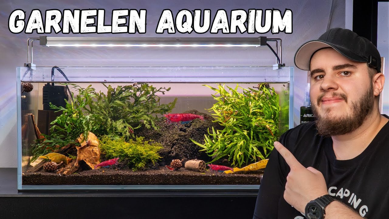 Ich richte ein Garnelen-Zuchtaquarium ein! 🦐 Mit Tipps von 