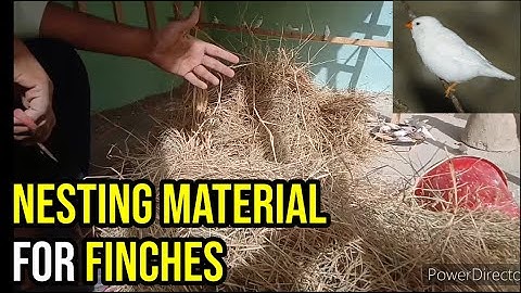5 benefits of Best nesting material for zebra finch |Gadha ghass| Java nesting material,