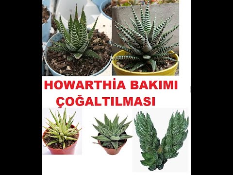 Video: Haworthia Türleri Ve Isimleri (35 Fotoğraf): Inci Ve Skafoid, Fasciata Ve Limfolia, Kıvrımlı Ve Retusa, Attenuata Ve 