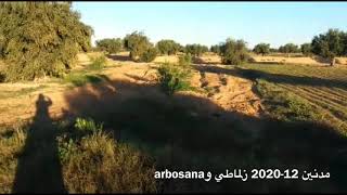 زيتون - مدنين - تونس 12-2020 زلماطي وarbosana