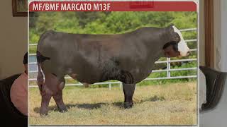 2026 Semen Guide - Advancing PB Simmental Bulls