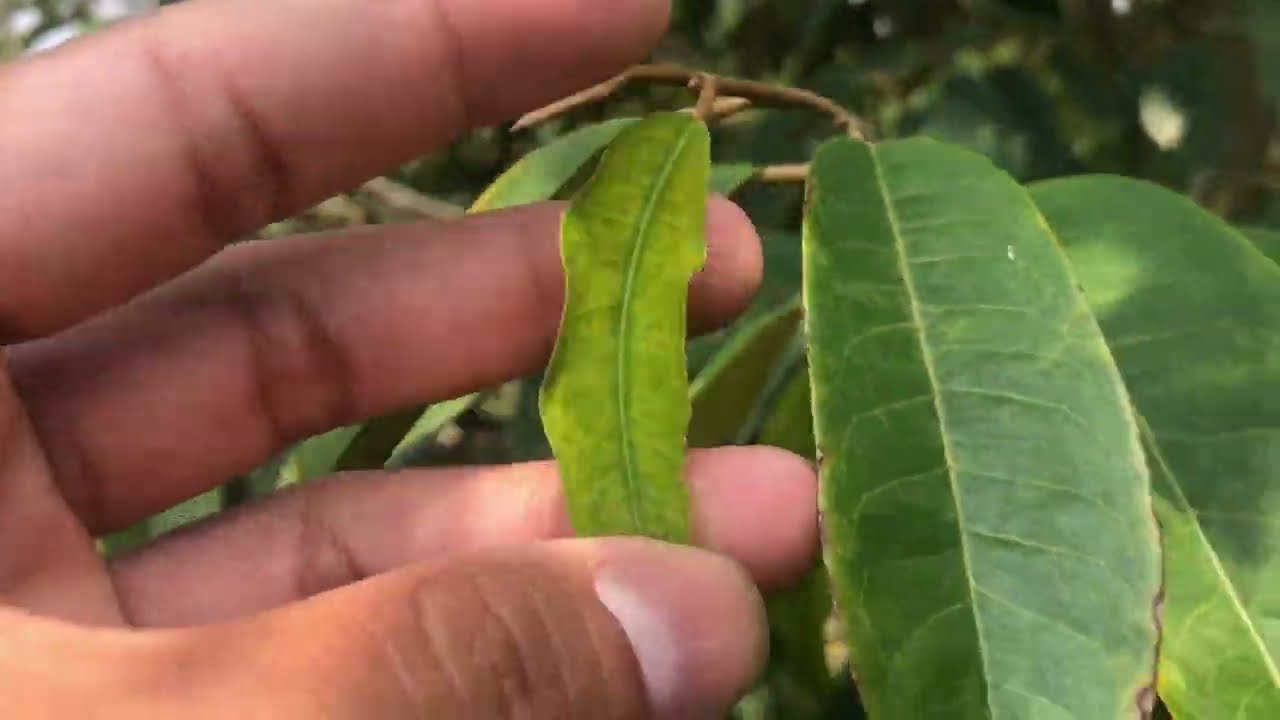 Nguyên nhân & cách khắc phục sầu riêng bị vàng lá non, chậm ra đọt | 0969.258.823