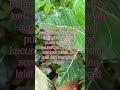 Tempat yang dibenci Allah #subscribe #shorts #status #story #quotes #hadis #hadith #nabi #muhammad