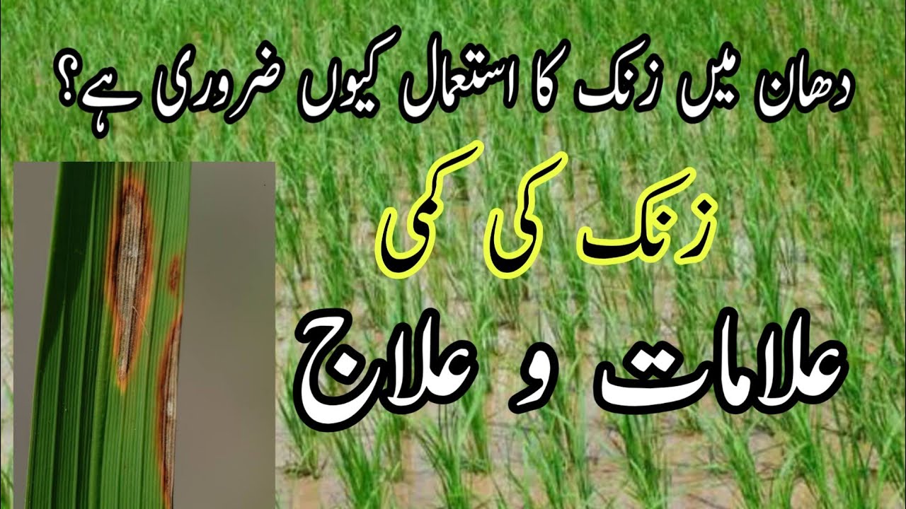 How to use zinc in rice crop Symptoms of Zinc deficiency in rice