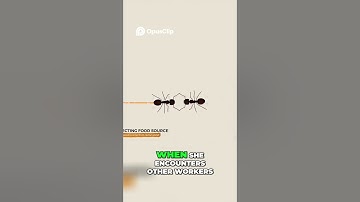 How Ants Communicate  The Secret Language of Pheromones