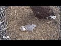 Fort st vrain eaglesthird egg hatches breaking outmom returns with fish and sees new baby41324