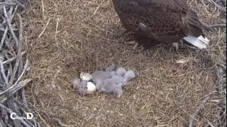 Fort St Vrain EaglesThird Egg Hatches! Breaking OutMom Returns With Fish And Sees New Baby_4/13/24