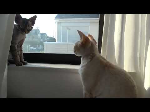 デボンレックス子猫は兄に叱られました(Devon Rex kitten was scolded by his brother)