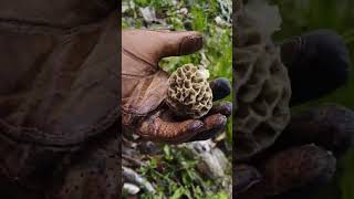 Tips & Tricks to Find More Mushrooms