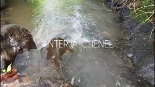 ALIRAN AIR YANG JERNIH