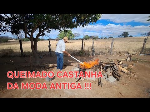 COMO TORRA CASTANHA DA MODA ANTIGA #CAJU#CASTANHA#VAQUEIRO#FOGO🔥