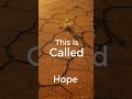 Last Root #lastroot #thisiscalledhope #stillgrowing #againstdry #defiantgreen #survivor #drought