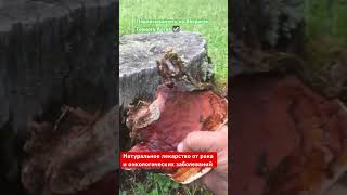 Лекарство от рака #лечениерака #профилактикаонкологии #cancertreatment #cancerprevention #рейши