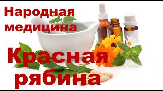 Рябина красная польза и противопоказания