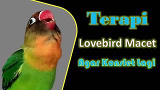 Terapi Burung Lovebird Macet Agar Konslet Lagi