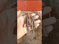 Let S Plant Walnut Cuttings This Way Capcut Explore Trending 