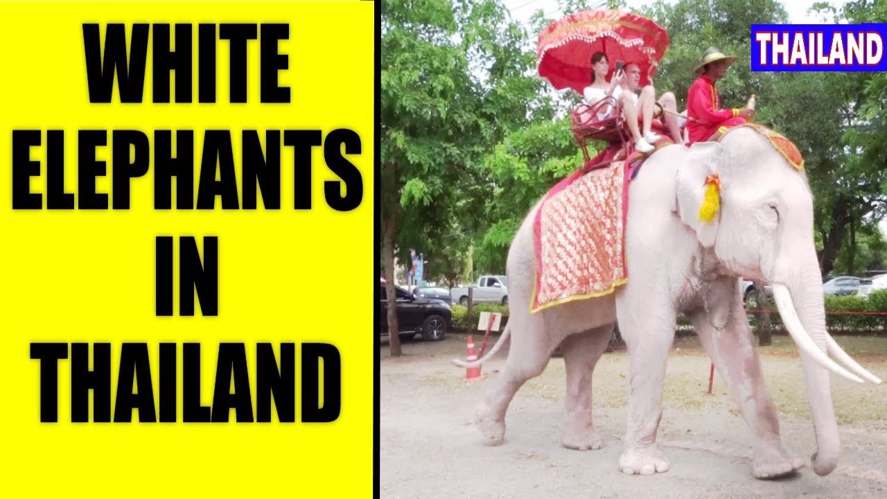 White Elephants In Thailand Youtube