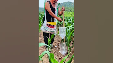 Alat Kreatif Untuk Memberi Pupuk Tanaman Dengan Mudah Dan Efektif Shorts 