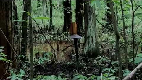 Building Predator Guards for Bird Nest Boxes
