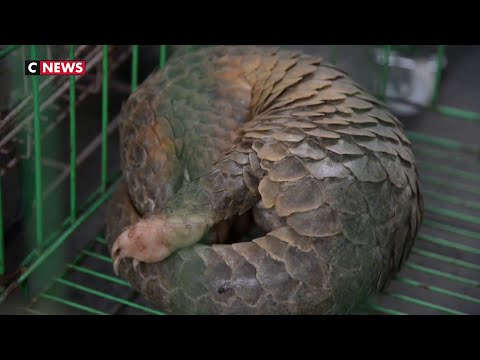 Le pangolin à l'origine du coronavirus ? Le pangolin à l'origine du coronavirus ?