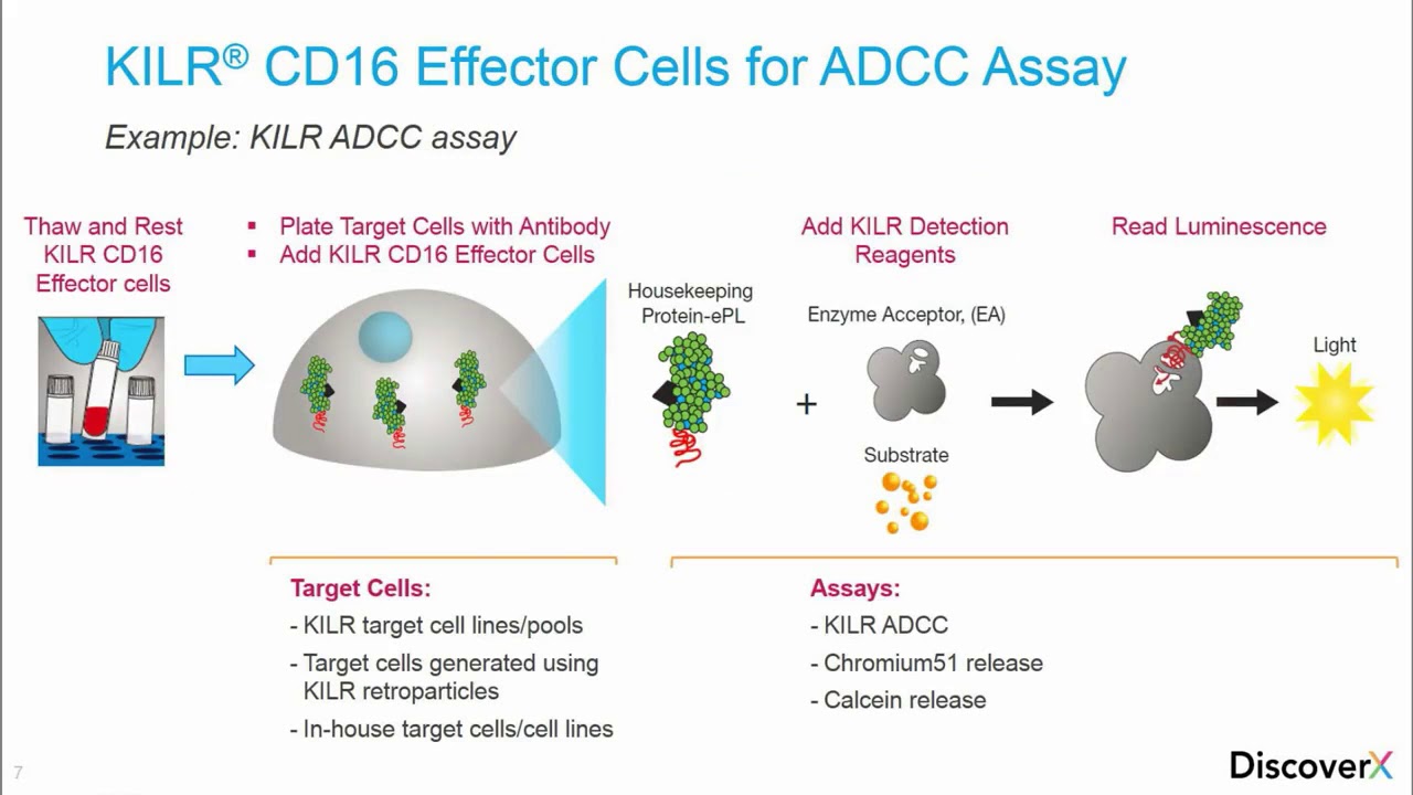 Implementing ADDC Assays in QC - YouTube
