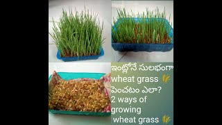 ఇంట్లోనే సులభంగా wheat grass ? పెంచటం ఎలా?| 2 ways of growing wheat grass |simple &easy to grow at ?