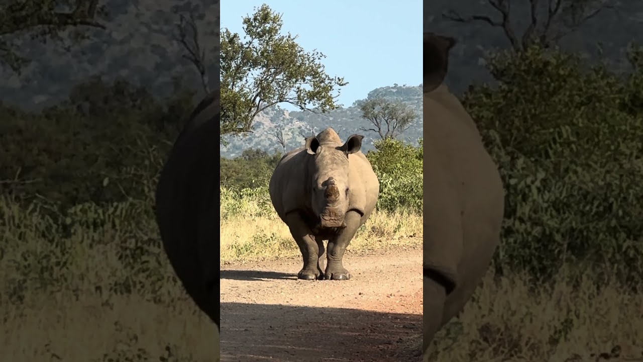 Rhino Roadblock Animals Nature Amazing