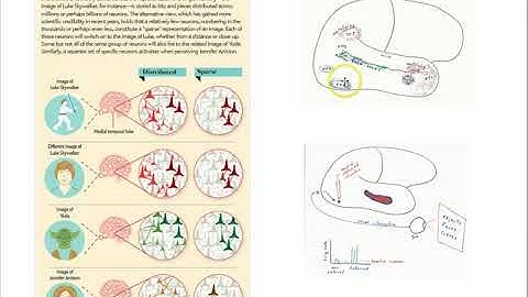 Concept cells part 2