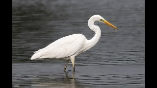 Nikon Z9 Nikkor 500Mm Pf. Great White Egret, Northumberland, England