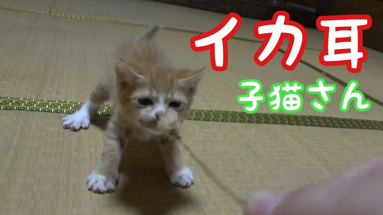 イカ耳な子猫がかわいい Youtube