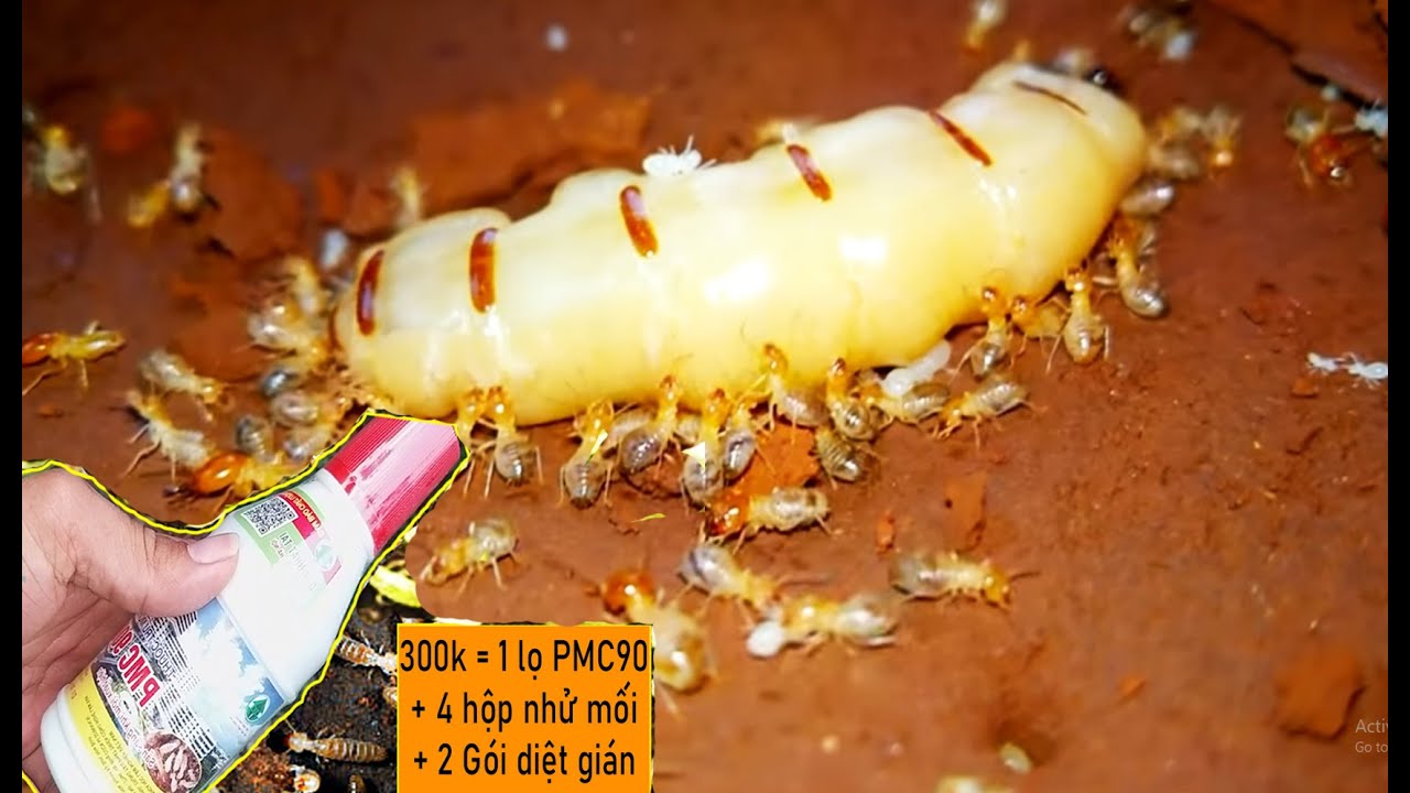 Cách diệt mối tận gốc nhanh nhất || Hướng dẫn sử dụng thuốc diệt mối PMC 90 từ A đến Z || Nuy Valo