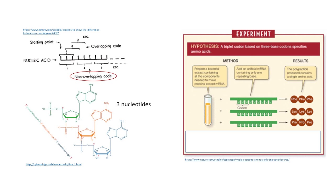 Exam Mini Video 3 2B: Genetic Code Discovery