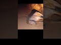 cavalo que teve as patas cortadas em bananal São Paulo #cavalo #bananal #justiça #crueldade #bandido