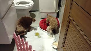 1081020(日)呂妍沁 歡迎三姐入家庭(3)
