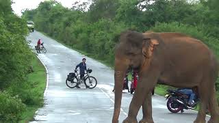 wild elephant breaking lorry 🚛 #attack #wildelephants #wildlife