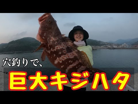 穴釣り［さぐり小僧］で巨大キジハタ！