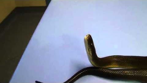 Star Gazing Water Python