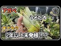 【アガベ/発根】2年以上も発根しなかった株！？【Agave】【多肉植物】